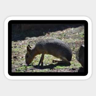 Patagonian Cavy Sticker